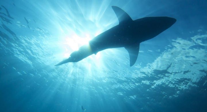 Incroyable : une nouvelle espèce de requin découverte