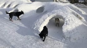 chiens-parc-attractions-neige
