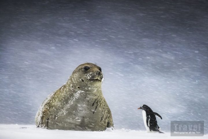Phoque pingouin