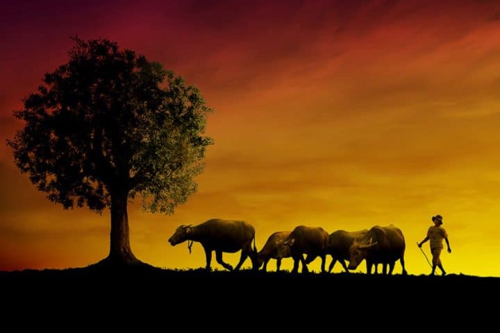 photographe-indonesie30