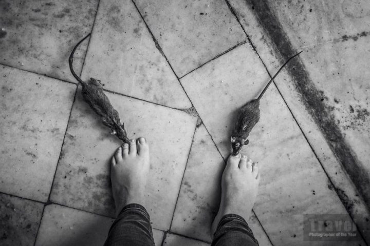 Pieds rats