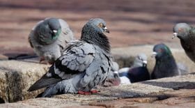 pigeons ville