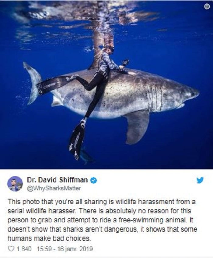 requin-blanc-photo-scientifique-impressionnantes