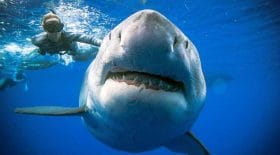 video-glacante-grand-requin-blanc-fonce-plongeur-devoile-dents-mortelles