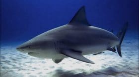 nouvelle-caledonie-suite-a-de-nombreuses-attaques-des-requins-les-autorites-vont-abattre-une-vingtaine-de-squale