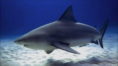 nouvelle-caledonie-suite-a-de-nombreuses-attaques-des-requins-les-autorites-vont-abattre-une-vingtaine-de-squale