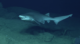 Un requin Griset de près de 3 mètres découvert près de Cannes