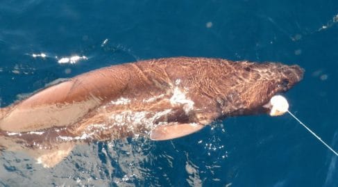 Un énorme requin Griset pêché en Méditerranée 