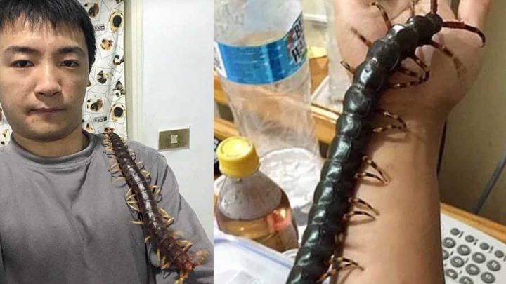 scolopendre géante animal de compagnie