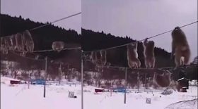 singes évitent neige câbles des lignes téléphoniques