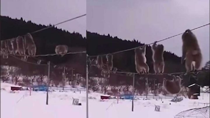 singes évitent neige câbles des lignes téléphoniques
