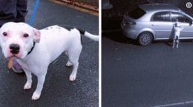 soopdogg-adoption-chien-snoop