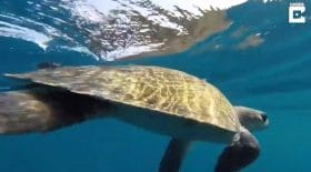 Tortues de mer