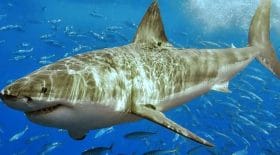 La chanteuse Russe Hanna attaquée par un requin