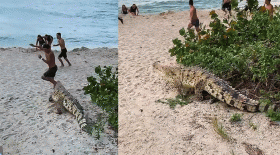 crocodile sur une plage