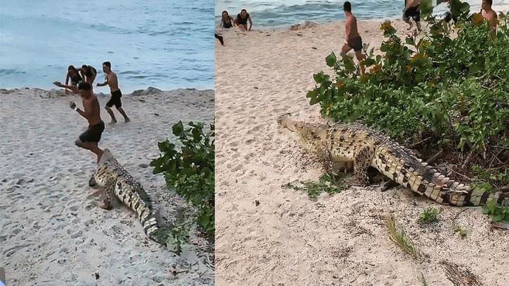 crocodile sur une plage