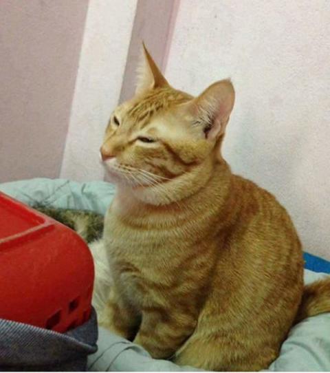 Ce Papa Chat Ne Veut Pas Quitter Sa Compagne Et Ses Chatons