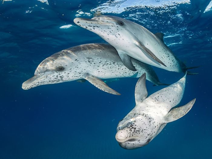 3 dauphins