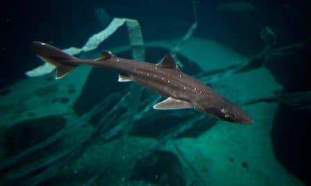 Des requins menacés vendus dans le Fish and Chips