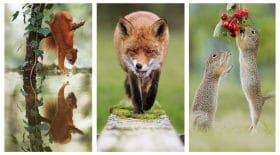 animaux sauvages