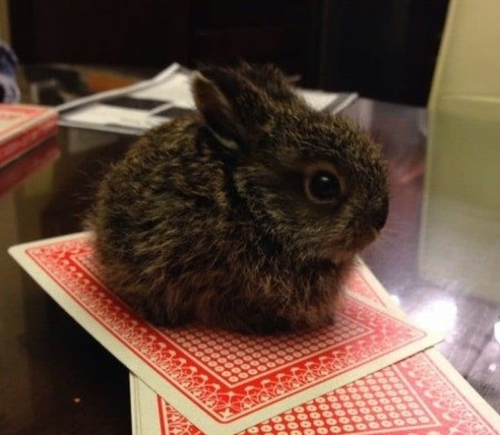 animaux taille surprenante