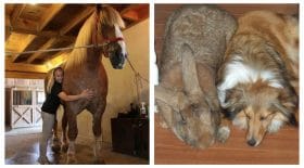 taille surprenante des animaux