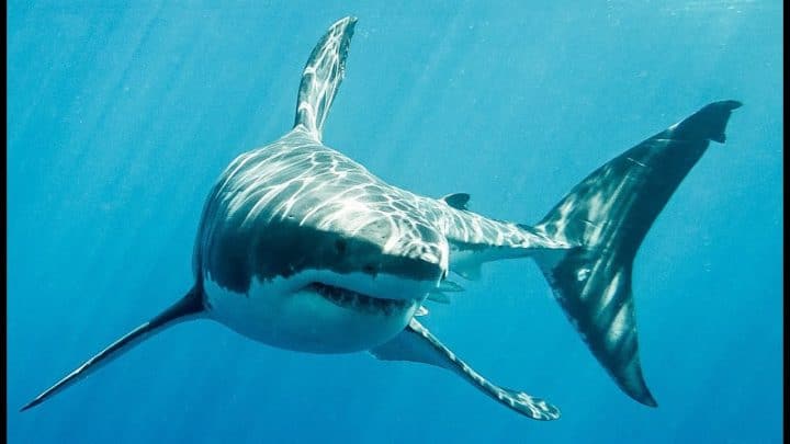 grace-a-une-camera-embarquee-nous-suivons-le-grand-requin-blanc-en-chasse