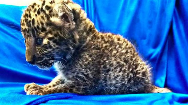 bébé léopard trouvé dans des bagages à l'aéroport