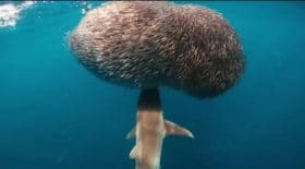 boule-poisson-requin-video