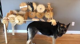Chien