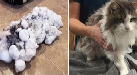 chat-miraculé-neige-veterinaire