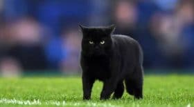 chat-noir-foot-match-terrain