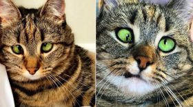 chat qui louche trop mignon strabisme