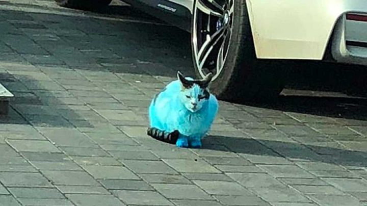 chats et chiens pigments bleus