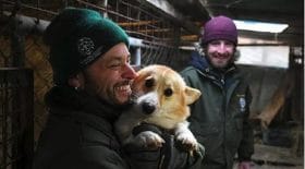 chien-sauvetage-maltraitance