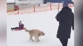 Chien neige