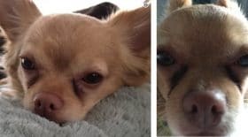 chien-leo-facetime