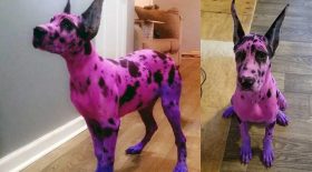 chien teint en rose dogue allemand