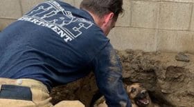 chien-tortue-trou-sauvetage-pompiers-découverte