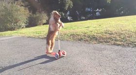 chien fait de la trottinette skateboard