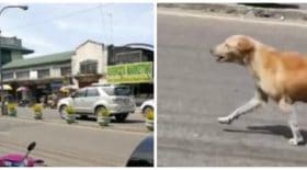 chienne-chiots-déchirante-sauve-décès
