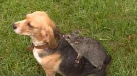 chienne-opossum-molly-bébé