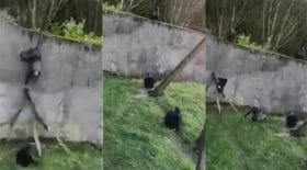 Chimpanzés
