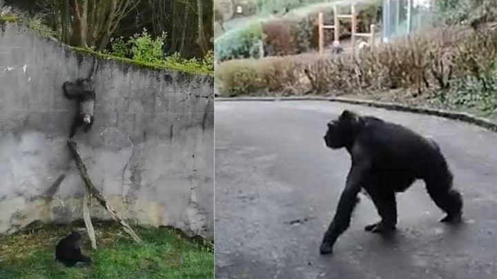 chimpanzés ont pris la fuite zoo belfast