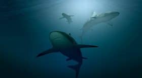 pourquoi-nombre-dattaques-requins-augmente