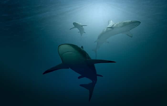 dauphin-échouer-atlantique-pêche