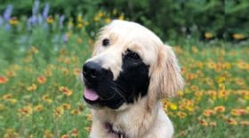 enzo-golden-retriever-tâche-noire