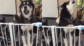 Huskies
