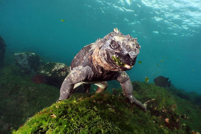 Iguane sous-marin