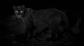 leopard-noir-photo-rare-kenya-clichés